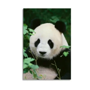 Panda  Canvas Art Colored Canvas