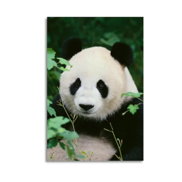 Panda  Canvas Art Colored Canvas
